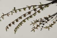 登錄號:P009746藏品圖，第4張