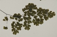 鐵線蕨藏品圖，第3張