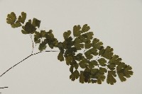 鐵線蕨藏品圖，第4張