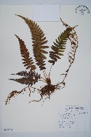 登錄號:P009749藏品圖，第1張