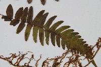 登錄號:P009749藏品圖，第2張