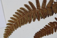 登錄號:P009749藏品圖，第3張