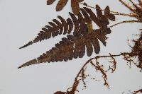 登錄號:P009749藏品圖，第4張