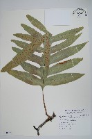 登錄號:P009750藏品圖，第1張