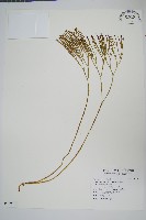 松葉蕨藏品圖，第1張