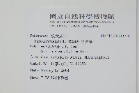 松葉蕨藏品圖，第2張