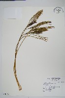 松葉蕨藏品圖，第1張