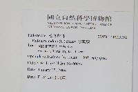 松葉蕨藏品圖，第2張