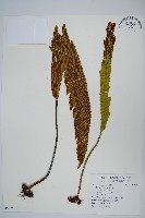 登錄號:P009753藏品圖，第1張
