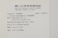 毛葉鐵線蕨藏品圖，第2張