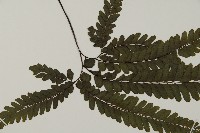 毛葉鐵線蕨藏品圖，第3張