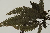 毛葉鐵線蕨藏品圖，第4張