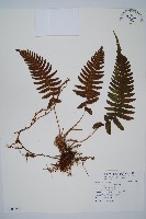 登錄號:P009756藏品圖，第1張