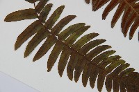 登錄號:P009756藏品圖，第3張