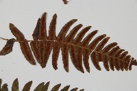 登錄號:P009756藏品圖，第4張