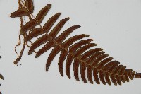 登錄號:P009756藏品圖，第5張