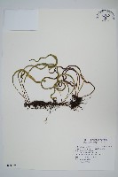 瓦葦藏品圖，第1張