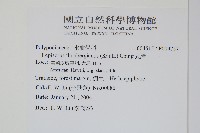 瓦葦藏品圖，第2張