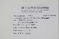 粗毛金星蕨藏品圖，第2張