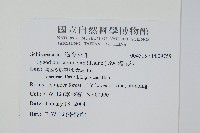 海金沙藏品圖，第2張