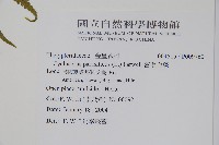 密毛毛蕨藏品圖，第2張