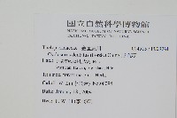 野毛蕨藏品圖，第2張