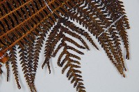 登錄號:P009762藏品圖，第7張