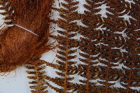 登錄號:P009762藏品圖，第8張