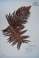 登錄號:P009764藏品圖，第1張