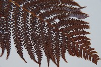 登錄號:P009764藏品圖，第3張