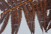 登錄號:P009764藏品圖，第4張