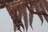 登錄號:P009764藏品圖，第5張