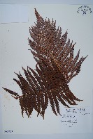 登錄號:P009765藏品圖，第1張