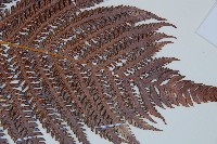 登錄號:P009765藏品圖，第3張