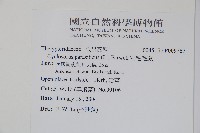 密毛毛蕨藏品圖，第2張