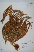 登錄號:P009768藏品圖，第1張