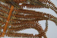 登錄號:P009768藏品圖，第5張