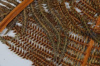 登錄號:P009768藏品圖，第6張