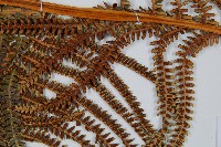 登錄號:P009768藏品圖，第7張