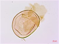 登錄號:P009768藏品圖，第2張