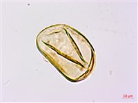 登錄號:P009768藏品圖，第3張