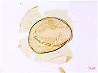 登錄號:P009768藏品圖，第4張