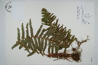 毛葉腎蕨藏品圖，第1張