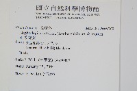 毛葉腎蕨藏品圖，第2張