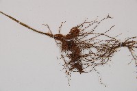 東洋蹄蓋蕨、假蹄蓋蕨藏品圖，第3張