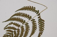 東洋蹄蓋蕨、假蹄蓋蕨藏品圖，第4張