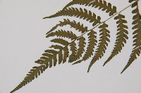 東洋蹄蓋蕨、假蹄蓋蕨藏品圖，第5張