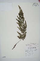 南海瓶蕨藏品圖，第1張