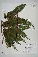 鈴木氏鳳尾蕨藏品圖，第1張