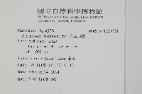 鈴木氏鳳尾蕨藏品圖，第2張